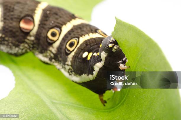 Caterpillar Foto de stock y más banco de imágenes de Animal - Animal, Color - Tipo de imagen, Detalle de primer plano