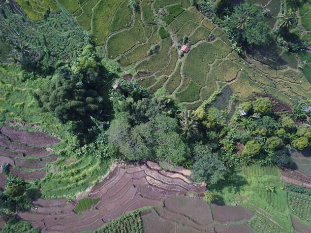 istock Drone view of terraced rice fields 1419466134