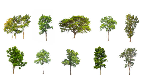 istock Set of Isolated trees on white background 1419469553