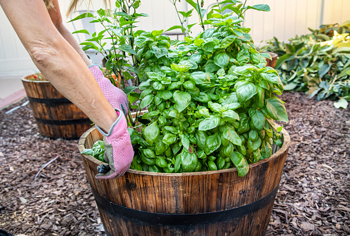 Basil being tended to in a garden planted in a wood barrel