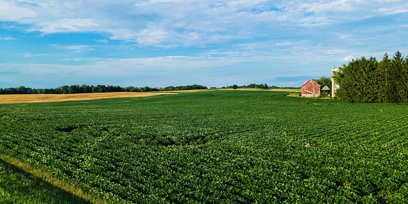 A view over crops with a barn in the distance under a blue sky during summer in rural wisconsin