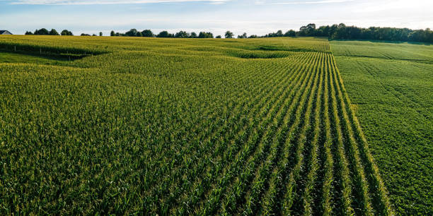 istock Vibrant summertime landscapes in wisconsin 1419471021