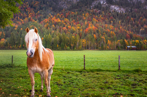 Haflinger horse on a meadow in Alps at autumn sunrise, Karwendel mountains in Innsbruck, Tyrol