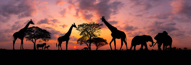 siluetta del panorama famiglia della giraffa e albero in africa con il tramonto. albero che si staglia contro un sole al tramonto. tipico tramonto africano con alberi di acacia nel masai mara, kenya - masai giraffe foto e immagini stock