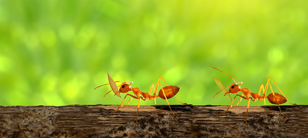 Two Ants are carrying rice grains on leaves .Amazing Strong Ants on Green blurred background.