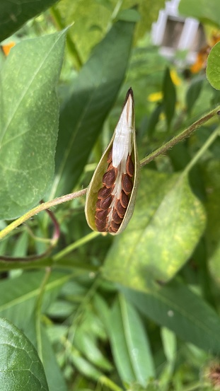 Freshly cracked seed pod of a milkweed plant, before the seeds start to disperse.