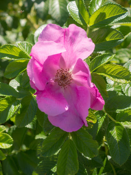 istock wild rose flower on a summer day 1419478971