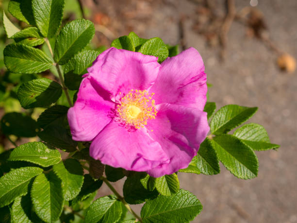 istock wild rose flower close up 1419478986
