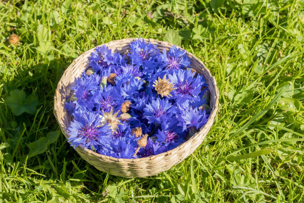 Freshly picked inflorescences of blue cornflowers with seed pods in a bowl on the grass.