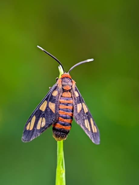istock a little butterfly perched on the grass 1419481029