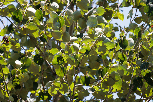 Green simple alternate distally acute proximally broad rounded uncurved crenately margined glabrous ovate leaves of Black Cottonwood, Populus Trichocarpa, Salicaceae, native dioecious deciduous tree in the San Bernardino Mountains, Summer.