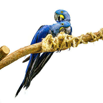 A pair of Hyacinth macaw on a branch isolated on white background