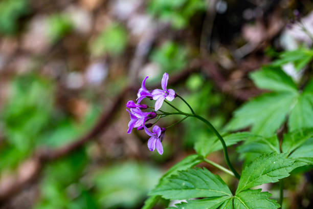 flowers captured in Bohinj valley Slovenia