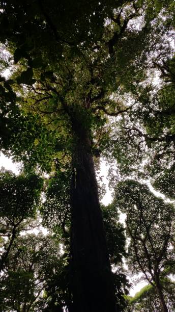 istock Tree Canopy in Costa Rica 1419489244