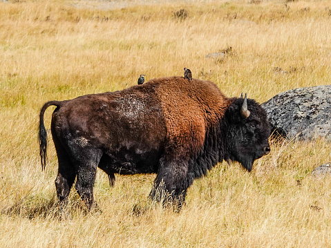 Bison with cowbirds perched on it's back. Yellowstone.