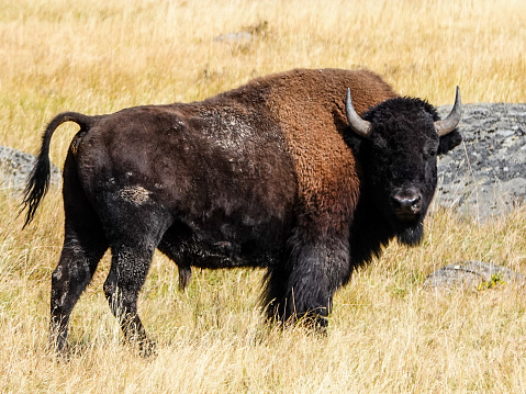 Large bison bull alone, Yellowstone.