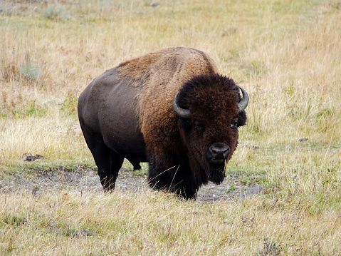 Large bison bull alone, Yellowstone.