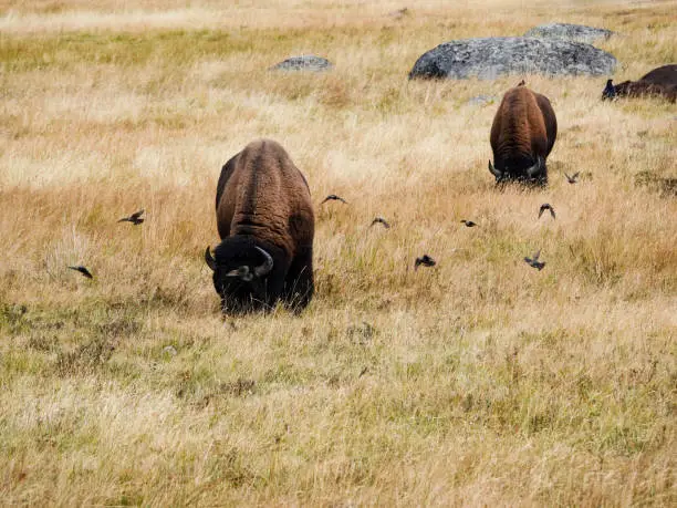 Two bison brazing with a flock of cowbirds flying around them. Lamar Valley, Yellowstone.