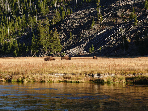 Bison bull in deep brown autumn grass near the banks of the Madison River, Yellowstone.