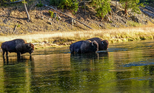 Three bull bison crossing the Madison River, Yellowstone.
