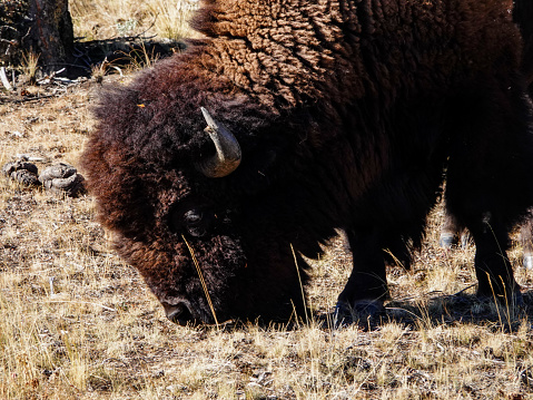 Close-up of the head and shoulders of a large bison bull. Yellowstone.