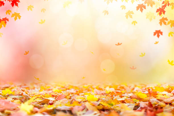 istock Fallen autumn leaves background 1419492351
