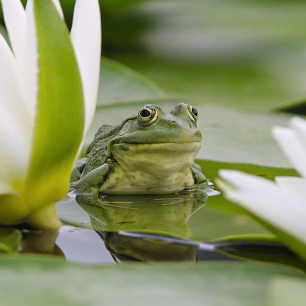 マーシュカエルは、緑の葉に - frog lily pond water ストックフォトと画像