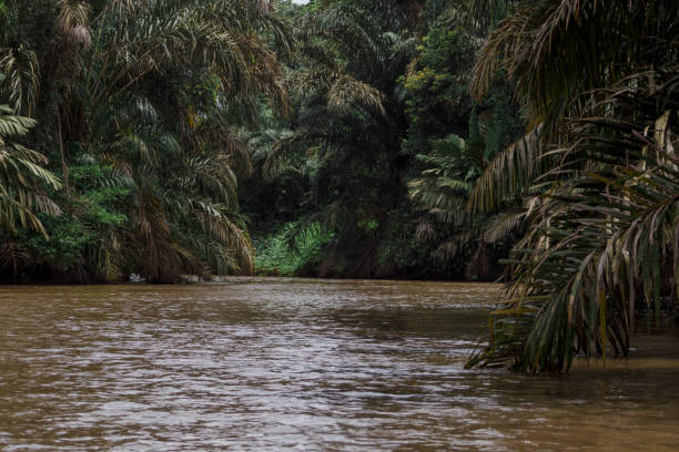 istock riverbed surrounded by vegetation with palm trees 1419494148