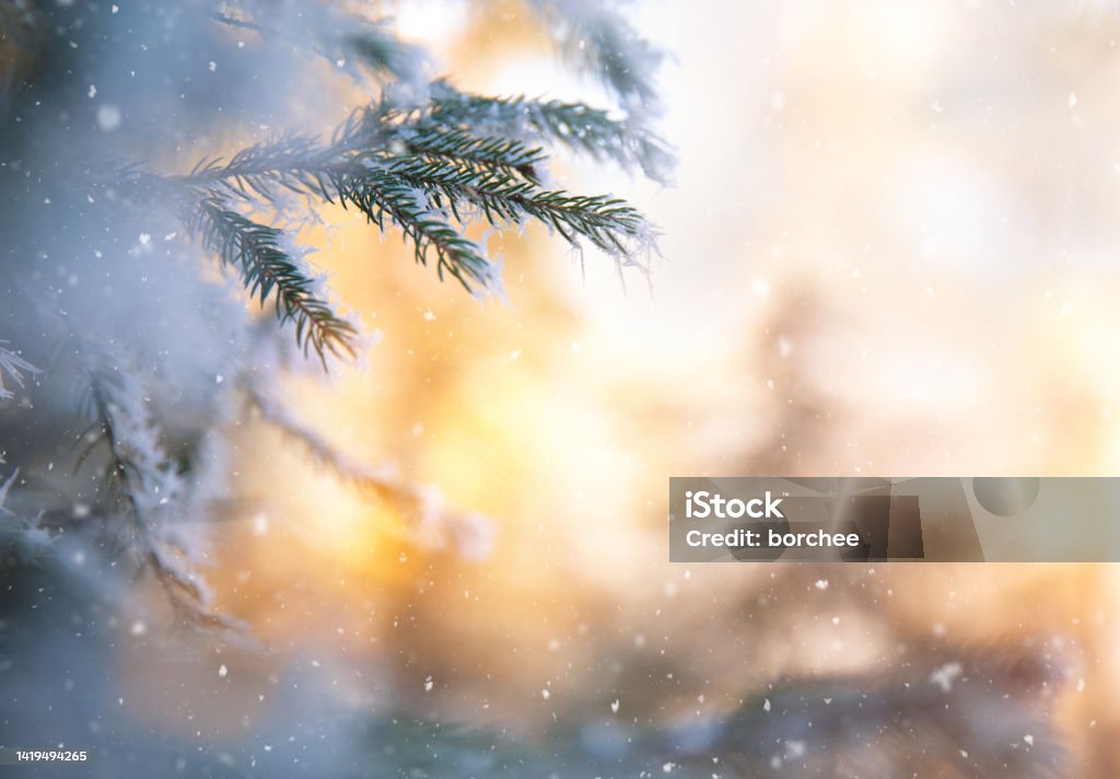 Christmas Tree Winter background with pine branches and falling snowflakes. Christmas Stock Photo