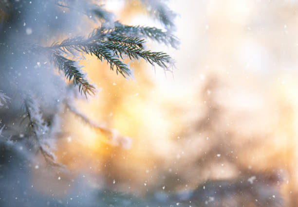 Christmas Tree Winter background with pine branches and falling snowflakes. december stock pictures, royalty-free photos & images