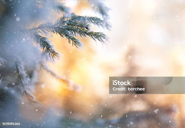 Christmas Tree Stock Photo - Download Image Now - Christmas, Winter, Backgrounds