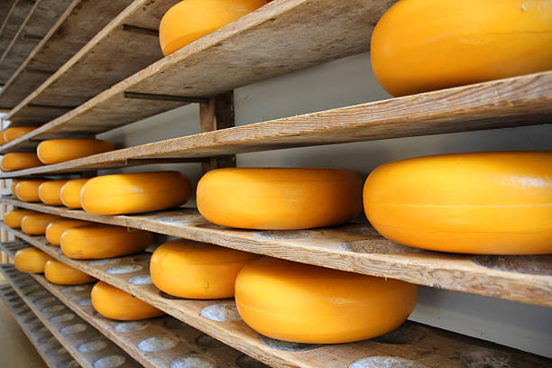 Whole cheeses on a shelve refined in Gouda Holland stock photo