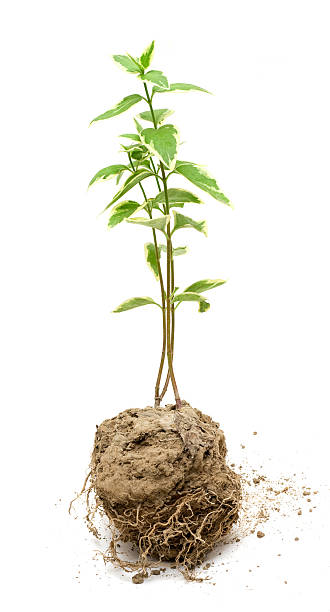 istock Green plant grow in the soil 141949497