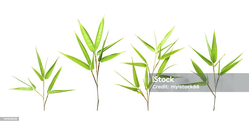 Verde folhas de bambu isolado - Royalty-free Bambu - Família da relva Foto de stock