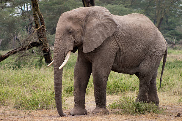 Large African Elephant in Amboseli National Park stock photo