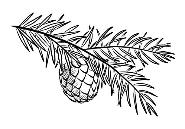 白い背景に円錐形が分離された松の枝の黒いベクター図 - pine tree pine cone branch isolated点のイラスト素材／クリップアート素材／マンガ素材／アイコン素材