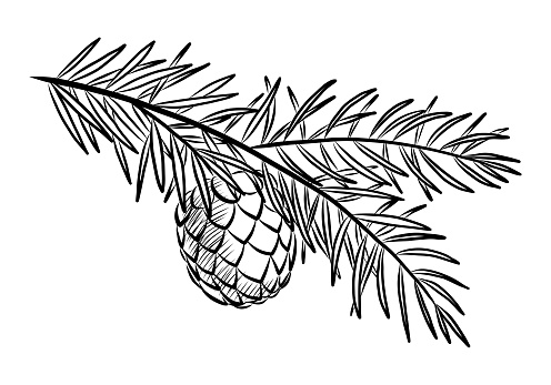 BLACK CONTOUR DRAWING OF A PINE BRANCH WITH A CONE ON A WHITE BACKGROUND IN VECTOR
