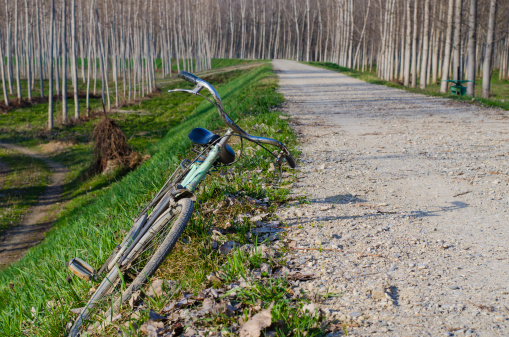 Unattended bike along a cycle-track surrounded by a forest.