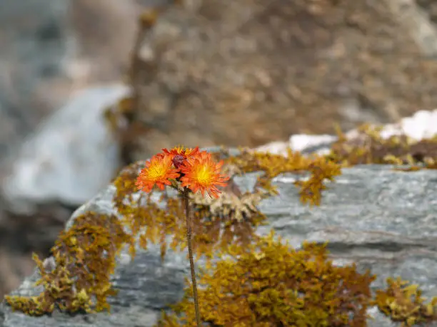 Bright orange and yellow flower growing amongst rocky terrain, in Alaska.