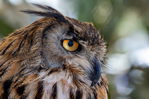 Eurasian eagle owl close up portrait of head, green blurred bokeh background.