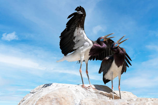 istock Two Abdim's storks on a high cliff. (Ciconia abdimii) Also known as white-bellied stork. Black stork with grey legs, red knees and feet, grey bill white underparts and red facial skin. 1419500990