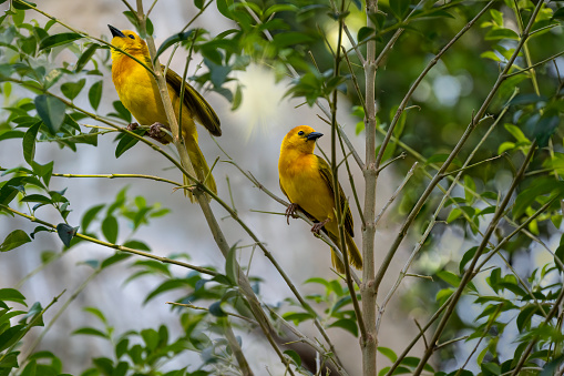 Two Taveta Golden Weaver birds (Ploceus castaneiceps) perched in a tree. The bird name comes from the unique markings of the bird, as well as how these birds weave intricate nests.