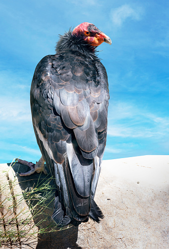 California condor bird on a rock with against blue sky