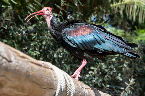 Southern Bald Ibis (Geronticus calvus) standing on a fence with green foliage in the background.