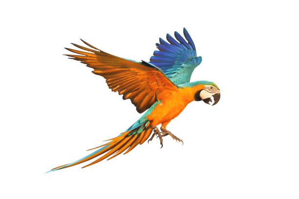 Parrot Colorful macaw parrot flying isolated on white. parrot stock pictures, royalty-free photos & images