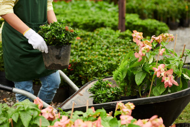 travailleur de jardin de fleurs chargeant la brouette - heavy plant photos et images de collection