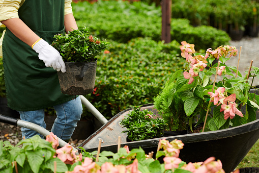 Cropped image of flower garden worker putting potted plants in wheelbarrow