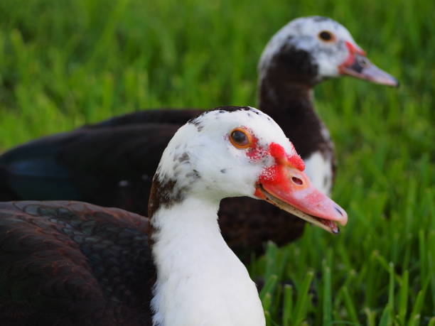 istock mallard duck in park 1419507958