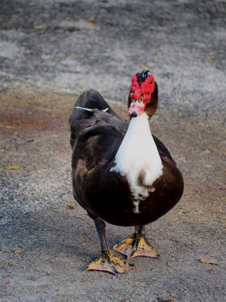 istock mallard duck in park 1419508129