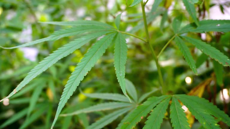 A close up shot of cannabis leaves and bud in Uttarakhand state of India.